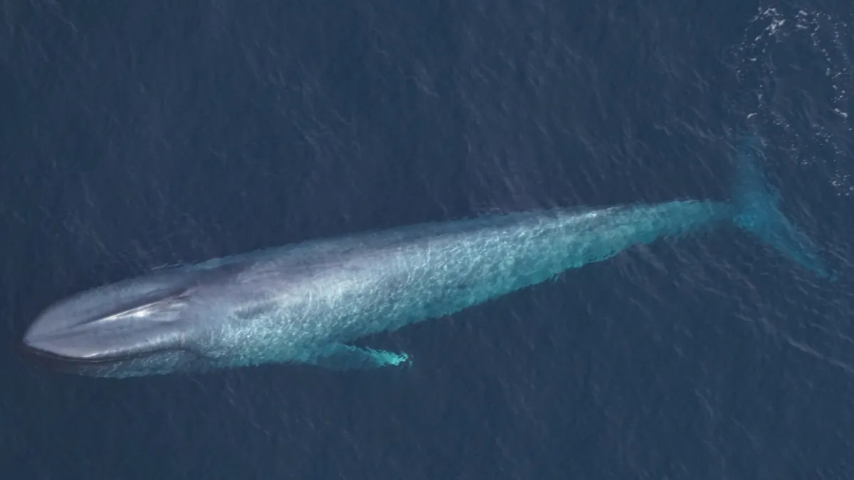 Marine biologists spot rare blue whales off Massachusetts coast