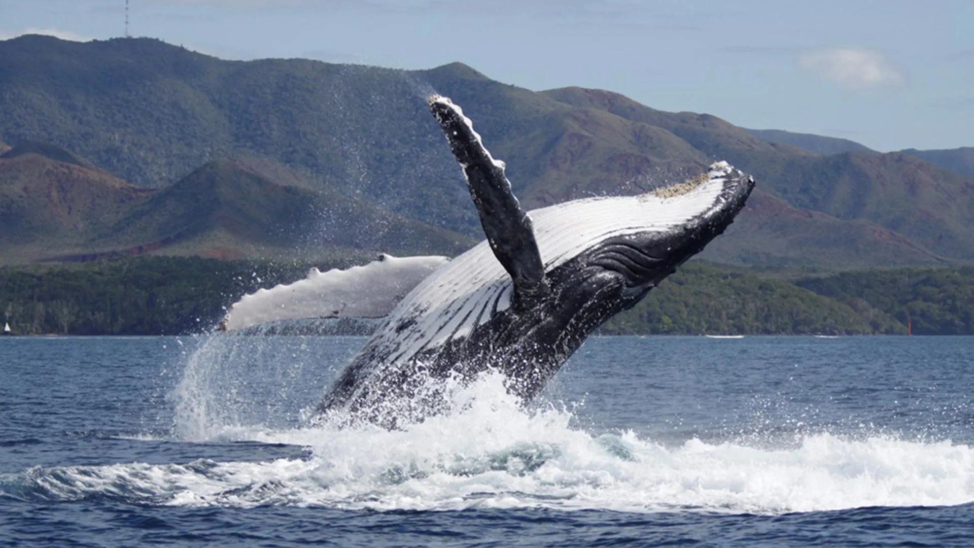Humpback whale recovery is changing who fathers the calves