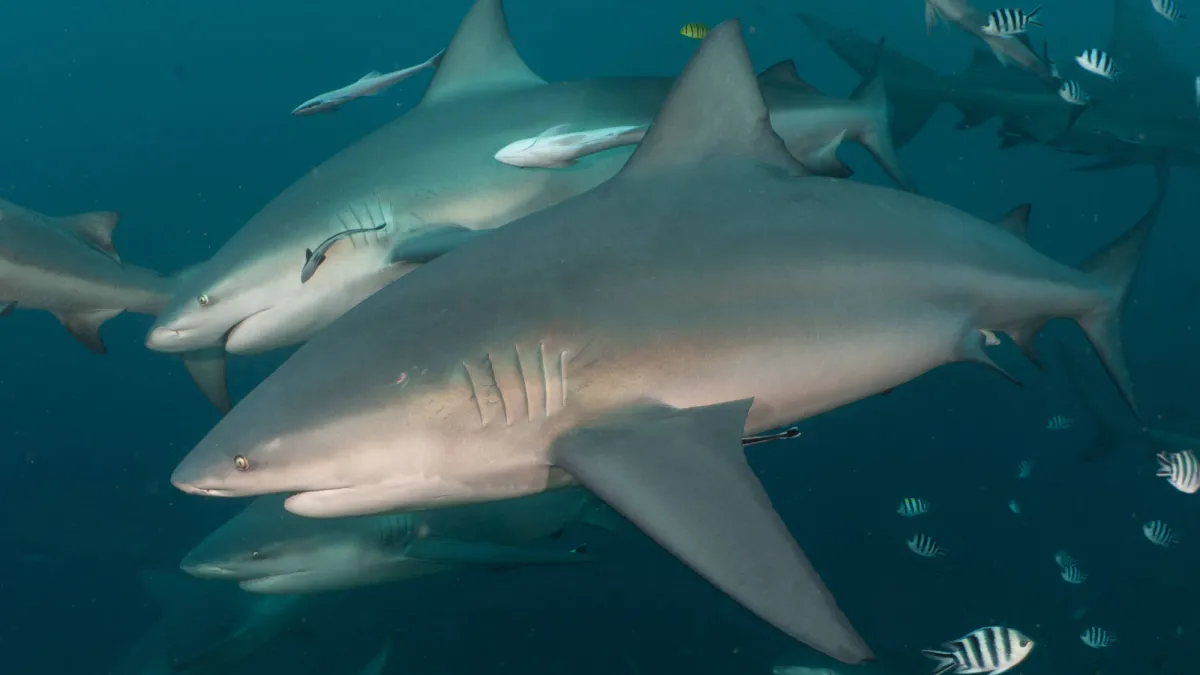 Bull sharks make ‘friends’—and prefer females to males