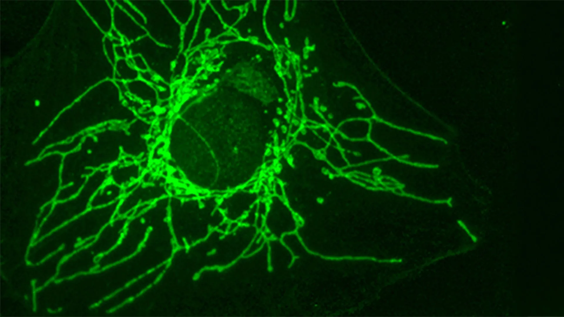 A “mirror” molecule can starve cancer cells without harming healthy cells