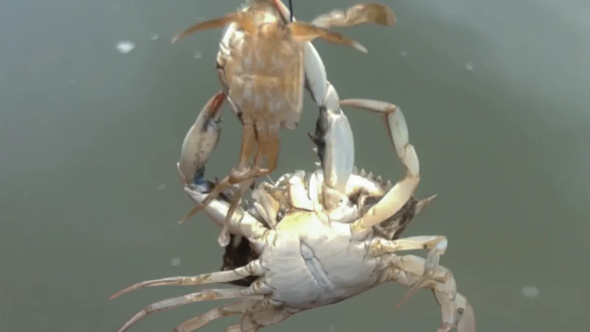 Blue crabs have a serious cannibalism problem