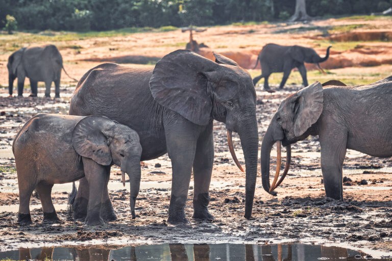 Plenty of biodiversity data, but too few conservation answers