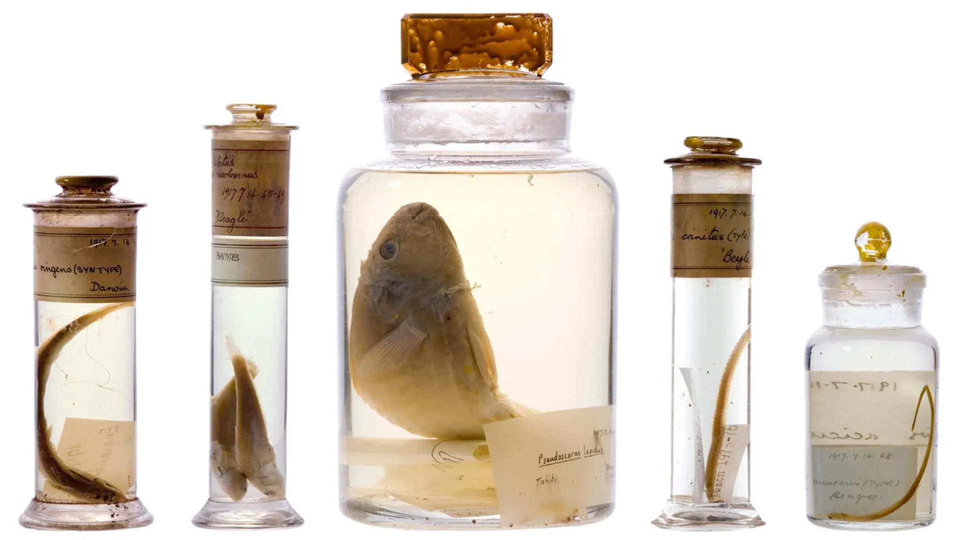 Scientists just looked inside Darwin’s 200-year-old specimen jars without opening them