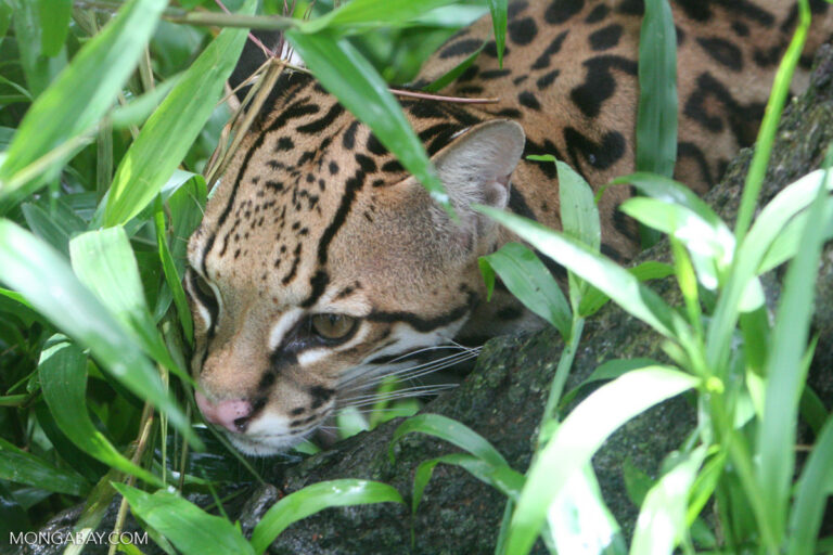 From endangered to invasive: Rare ocelot spotted on Mexico’s Cozumel Island