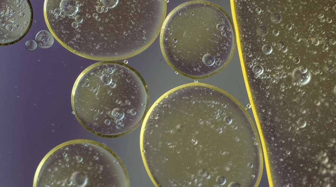 A Gut Microbe Linked to Good Health is Discovered