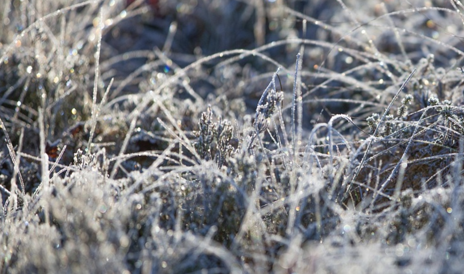 Genetic Changes in Alzheimer’s Patient Brains are Revealed