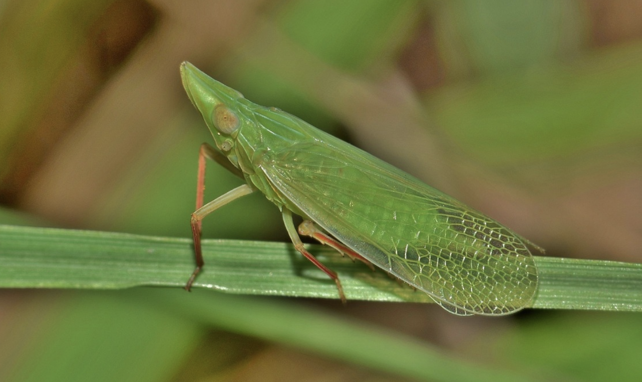 This Symbiotic Organism Has the Smallest Genome
