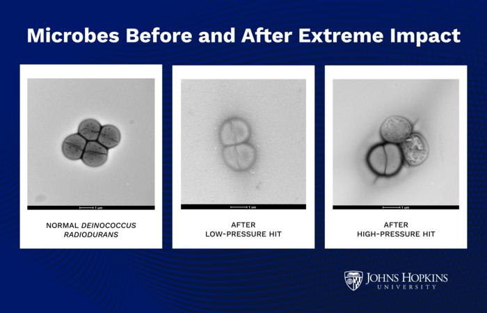 Microbes can survive asteroid impacts to “hop” planets