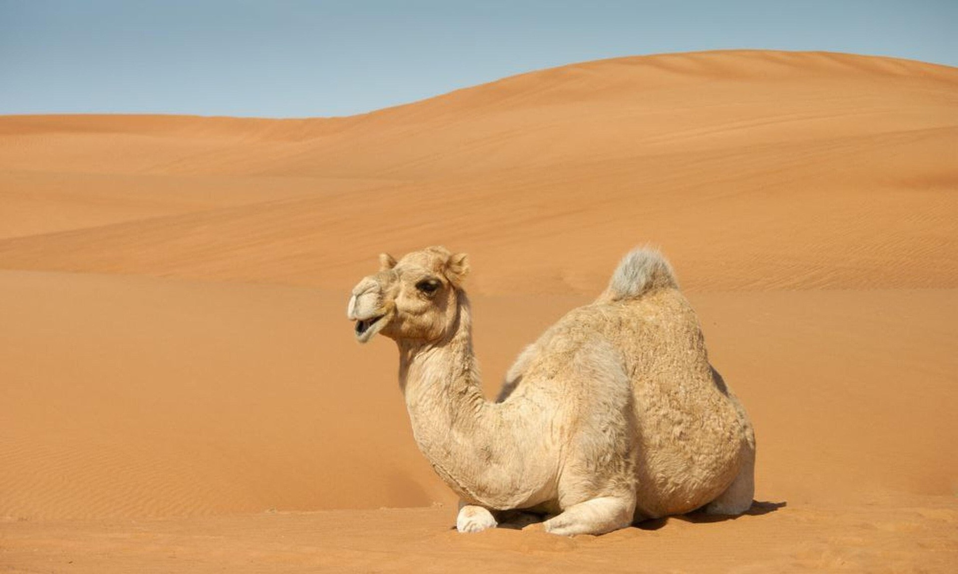 Camel Proteins Improve Treatment Against Drug-Resistant Bacteria