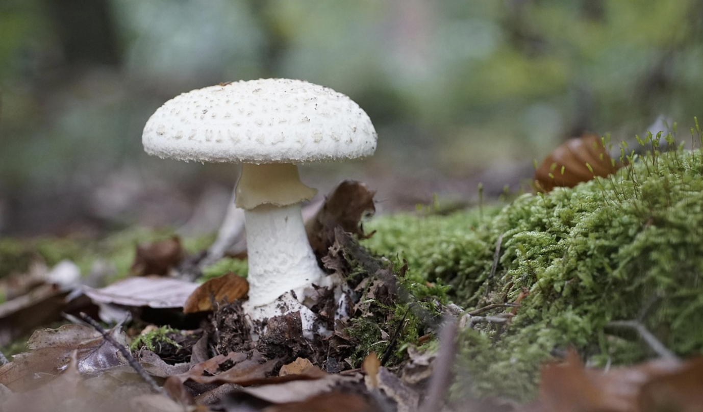 Death Cap Mushrooms – Investigating an Invasive Species in the US
