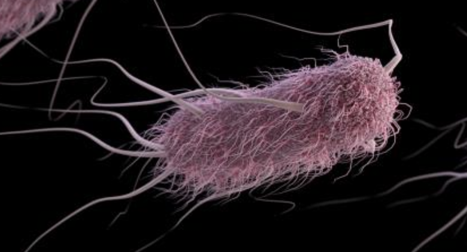 Scientists Find Plasmids That Encourage Tough Biofilms to Form