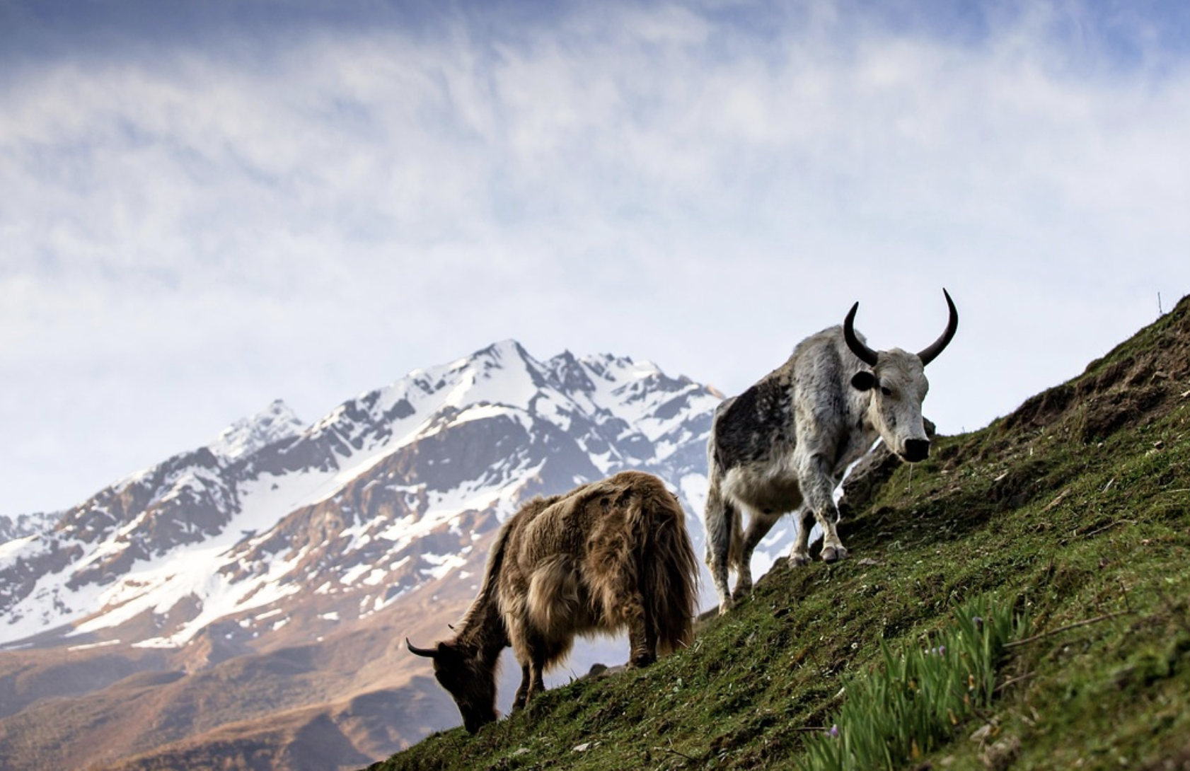 High-Altitude Gene Mutation May Aid Nerve Damage Repair