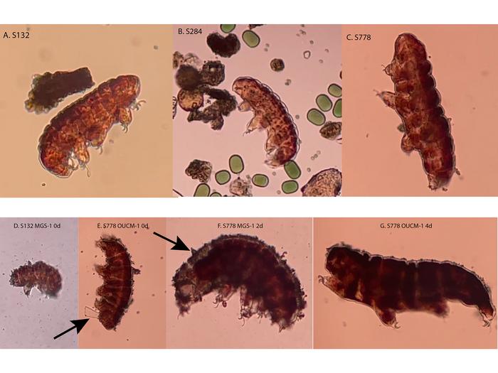 Tardigrades Reveal Risks and Rewards of Martian Regolith