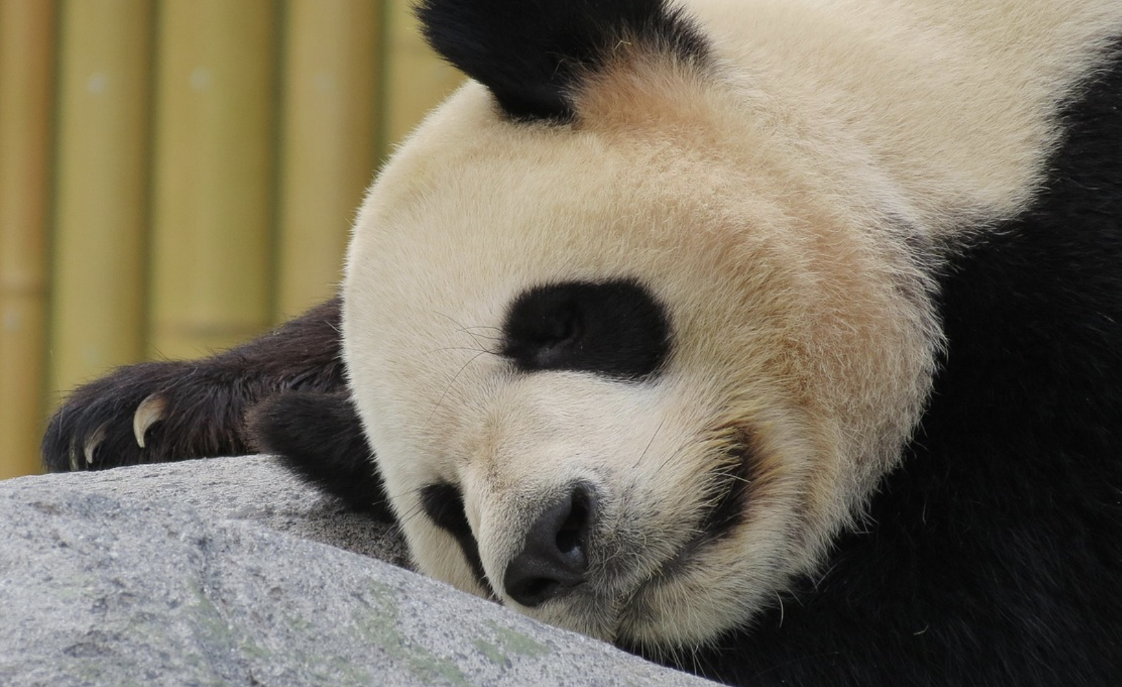 Sleep Helps Clean Neuronal Houses