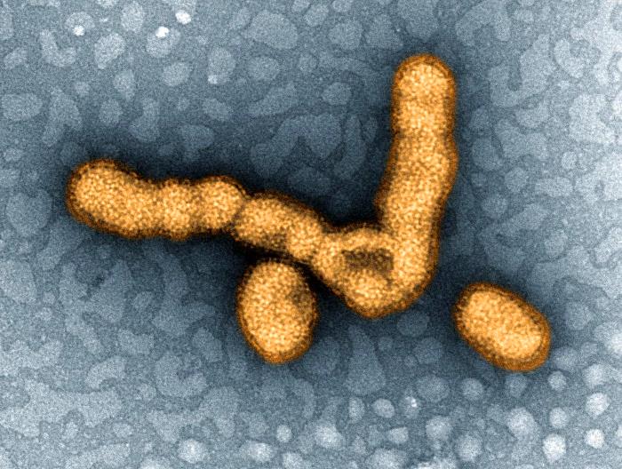 Reducing Flu Risk by Taking Aim at Two Proteins