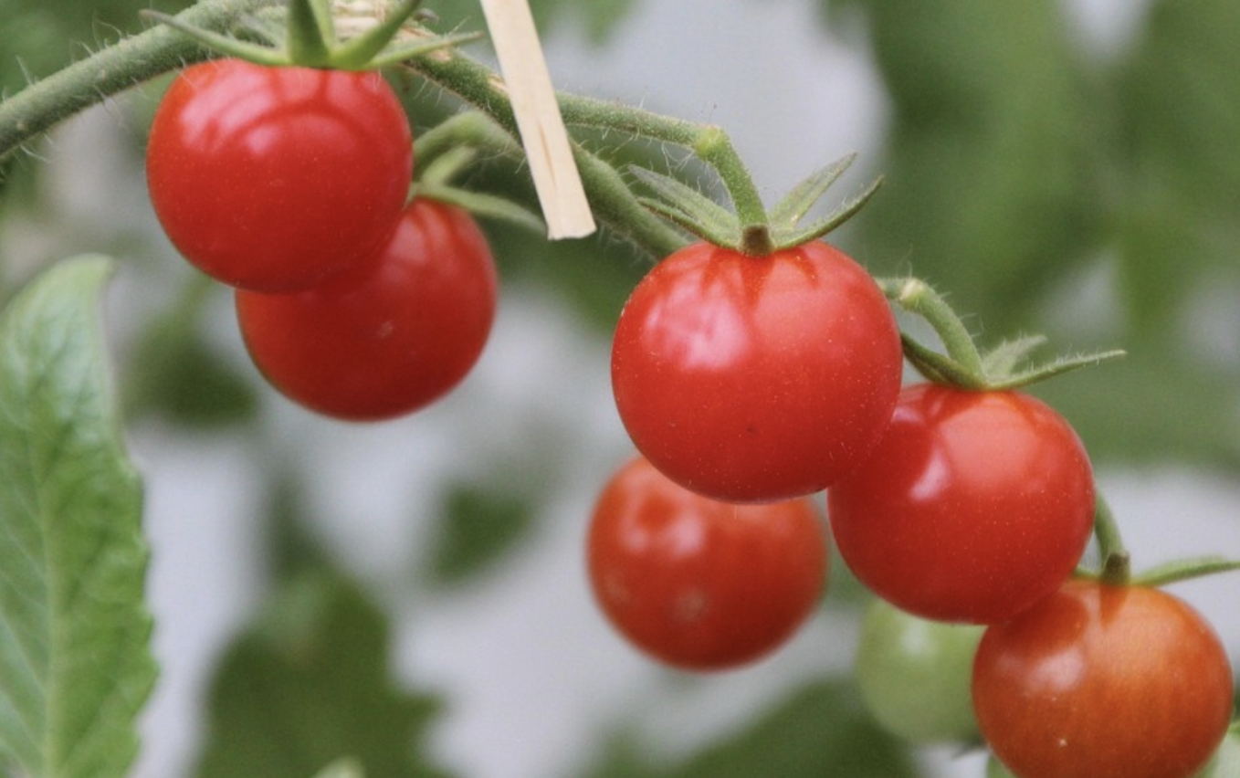 Vitamin-A Boosted Tomato Could Combat Global Deficiency