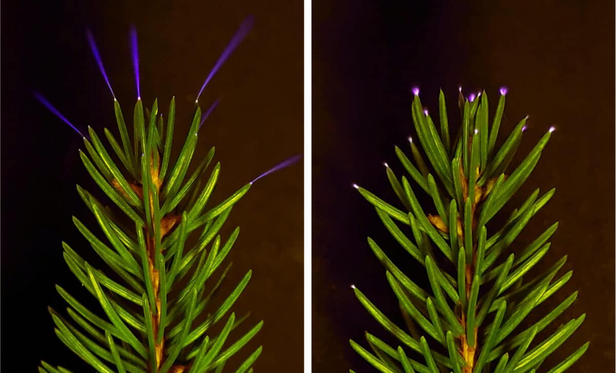 A Team Strapped a UV Camera to a Minivan and Caught Trees Glowing Like Fireflies During Thunderstorms for the Very First Time