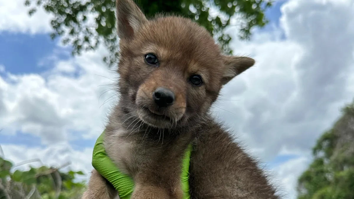 Coyote pupping season is here. You can help keep them safe.