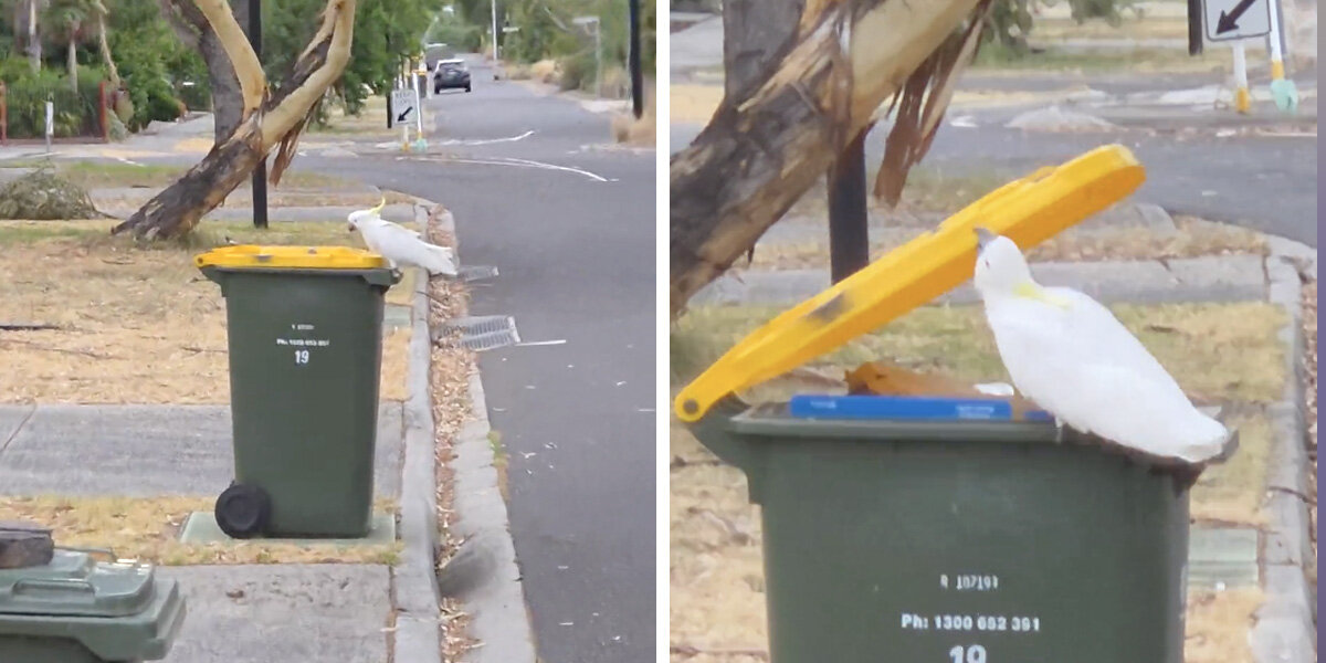 Man Finally Catches Mysterious Litterbug Who’s Been Dumping His Trash Every Week