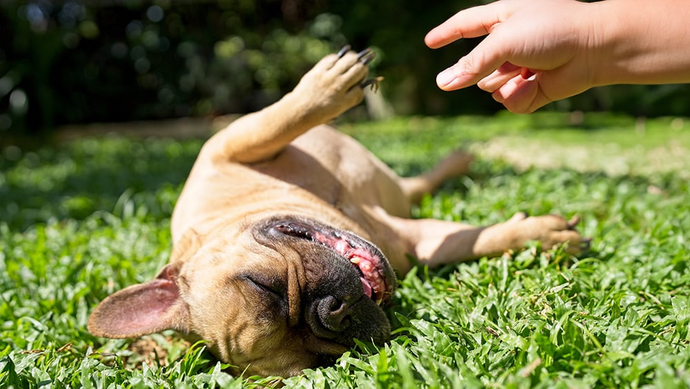 It’s Not Just To Avoid Predators) » ScienceABC