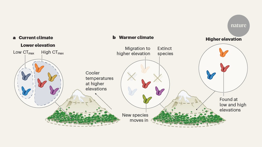 Rising temperatures pose a threat to tropical insects