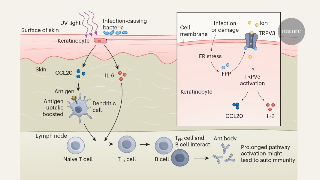 Skin cells boost distant antibody responses