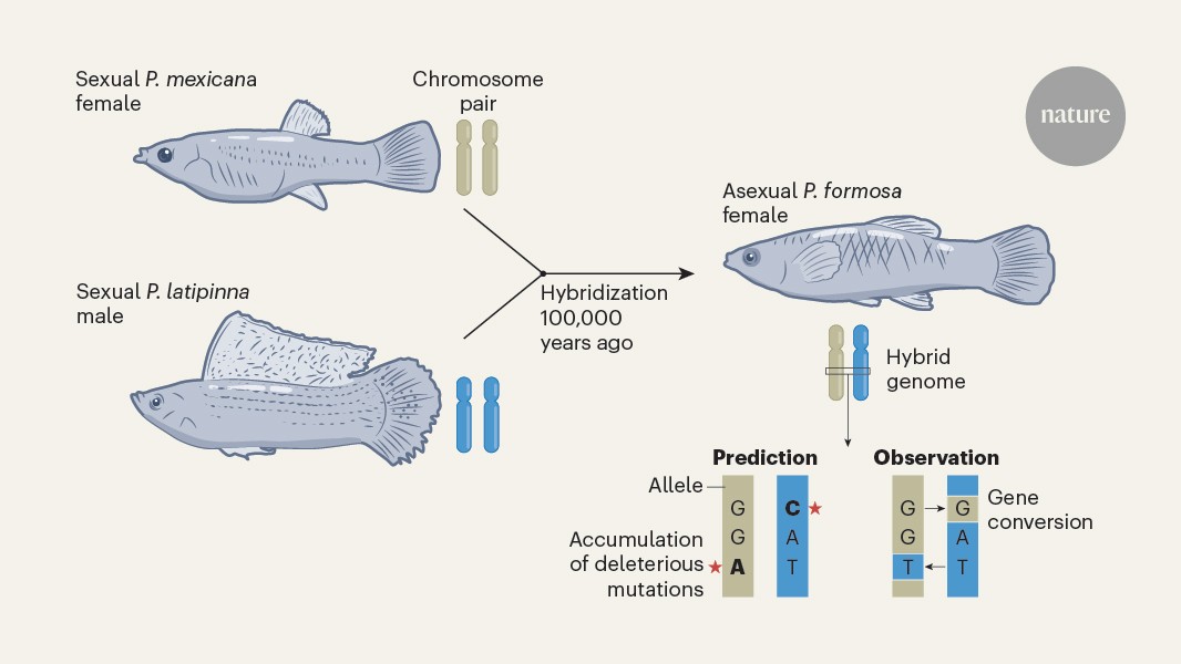 How an all-female fish species defies evolutionary expectations