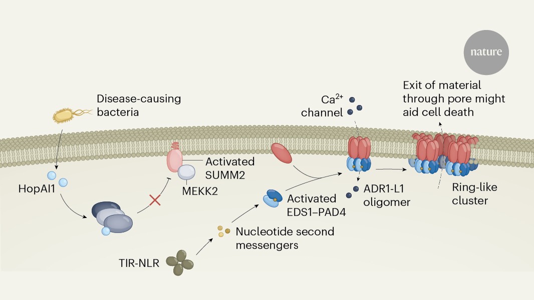 A fellowship of the rings in plant defence