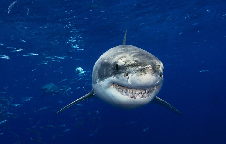 No such thing as a shark? Genomes shake up ocean predator’s family tree