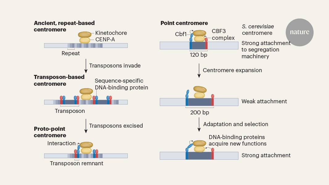 How can fast-evolving DNA retain a fundamental function in cell division?