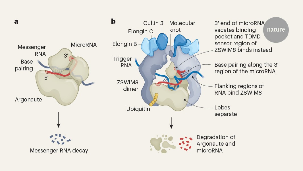 Quirky base pairing attracts rule-breaking enzymes to destroy microRNAs
