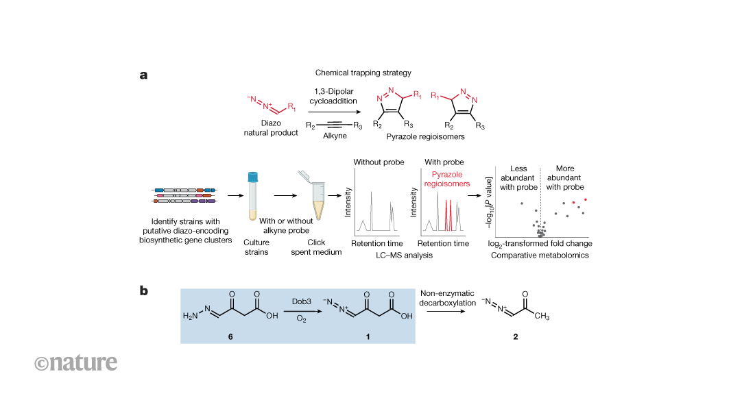 Hunt for reactive metabolites uncovers unusual chemistry in a human pathogen