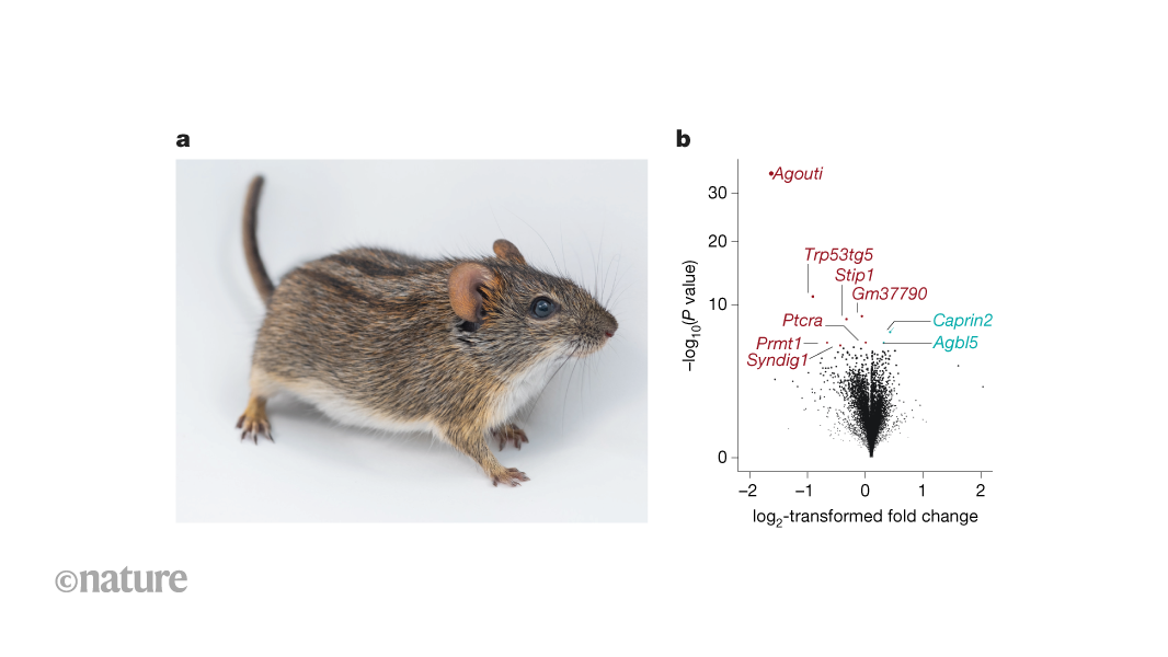 A genetic switch turns off parental behaviour and drives infanticide in male striped mice