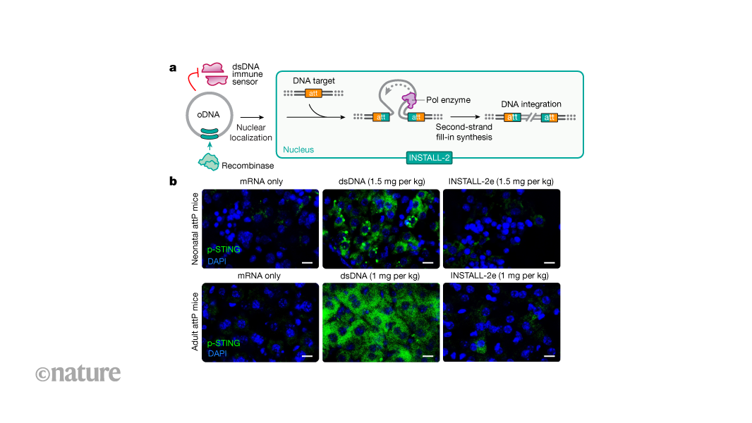 Genome editing that avoids immune detection to integrate large DNA sequences