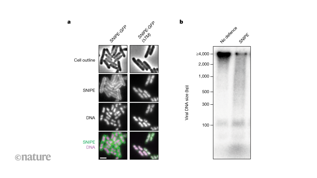 An enzyme inside the bacterial-cell membrane chops up viral DNA on entry