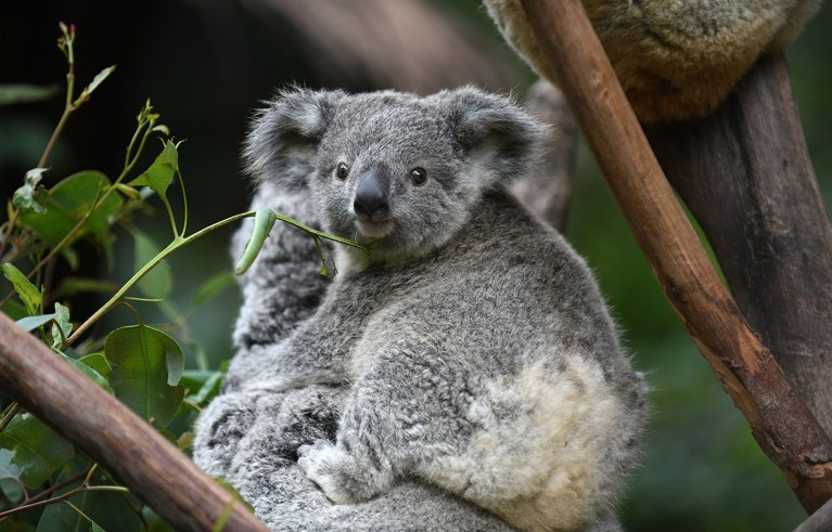 How these koalas bounced back from the brink of extinction
