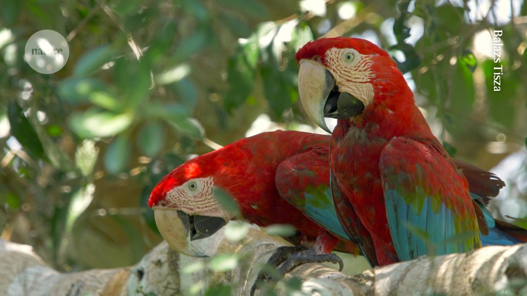 Live parrots were carried across the Andes before the Incas’ rise