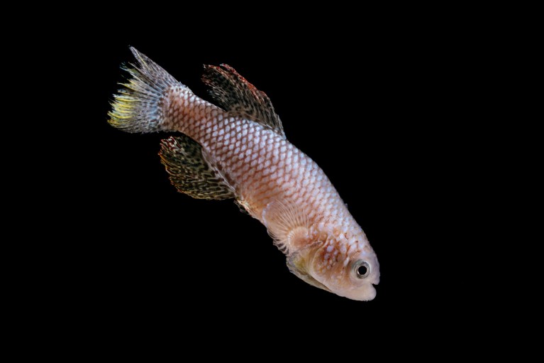 Youthful antics predict lifespan — at least for these fish