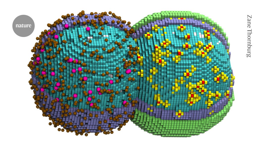‘Virtual cell’ captures most-basic process of life: bacterial division