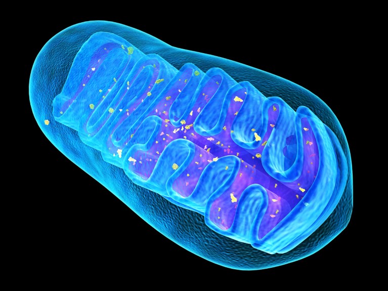 Masked mitochondria slip into cells to treat disease in mice
