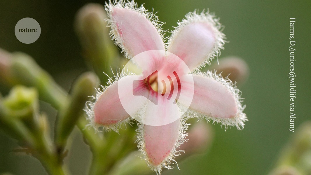 Botanical mystery solved: how plants make a crucial malaria drug