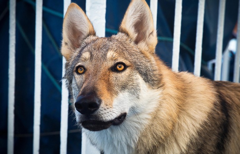 Who let the wolves in? Genetic record for domestic dogs pushed back by 5,000 years