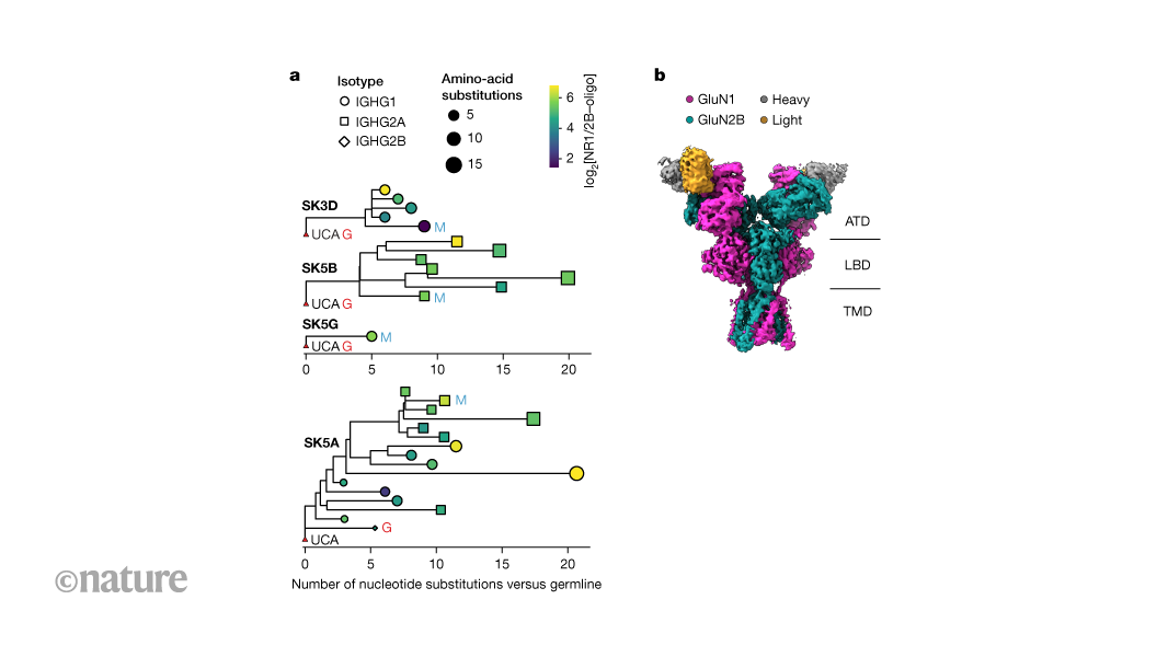 Anticancer antibodies can evolve to cause autoimmune brain disease