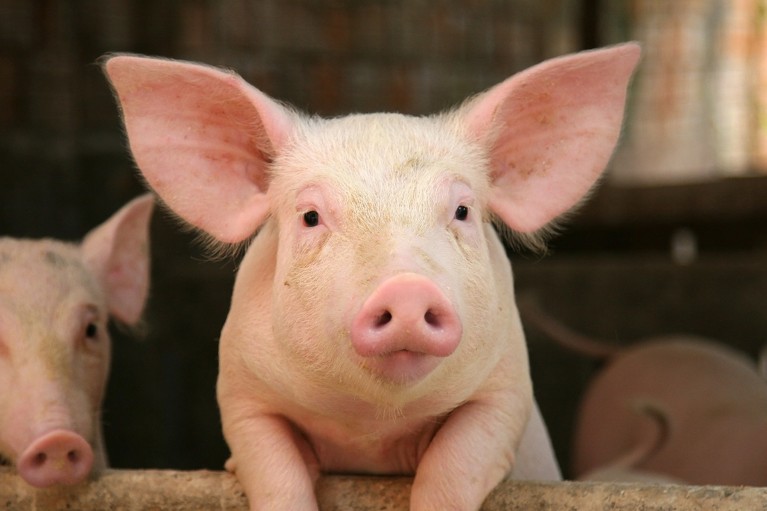 Lab-grown oesophagus restores pigs’ ability to swallow
