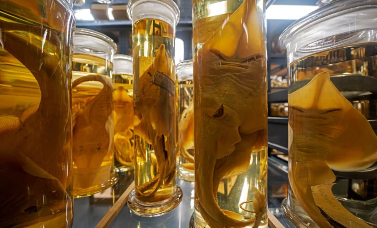 A Laser Just Revealed What’s Been Hidden for 200 Years