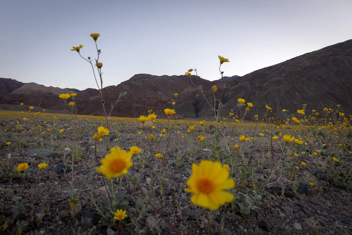 See Death Valley covered in an ethereal blanket of wildflowers