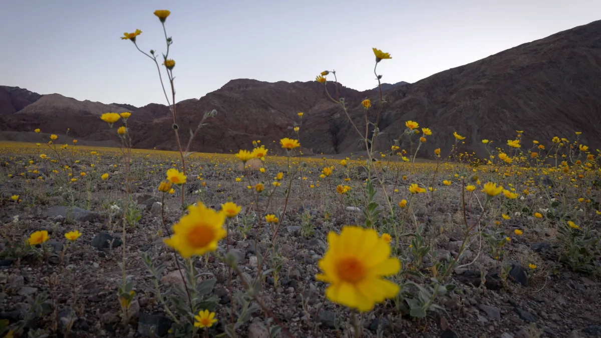Best superbloom since 2016 fills Death Valley with wildflowers