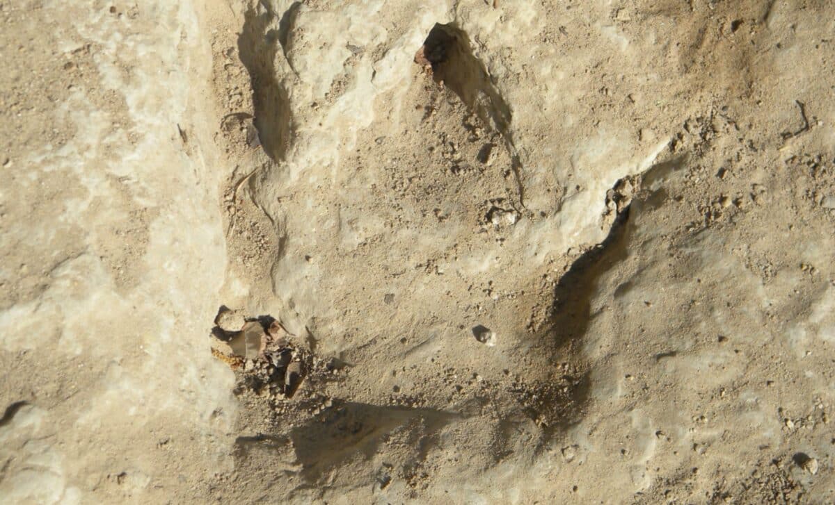 Rare Baby Dinosaur Fossil Found in Canada, It’s a Game-Changer for Paleontology