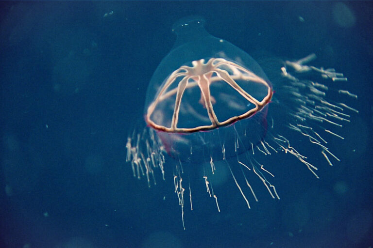 Deep-sea mining rules face delays despite urgent push