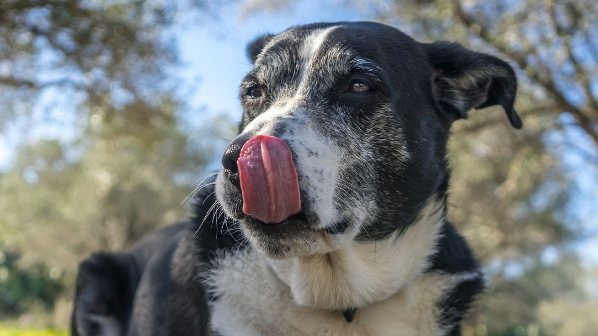 The Microbes in Your Dog’s Gut May Predict Their Cancer Prognosis : ScienceAlert